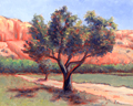 Apple Trees at Ghost Ranch