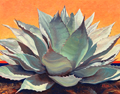 Agave